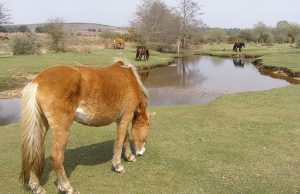 New Forest